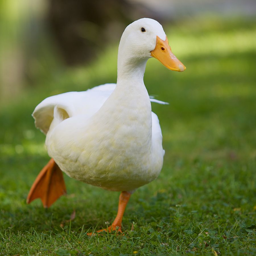 A white duck walking on grass